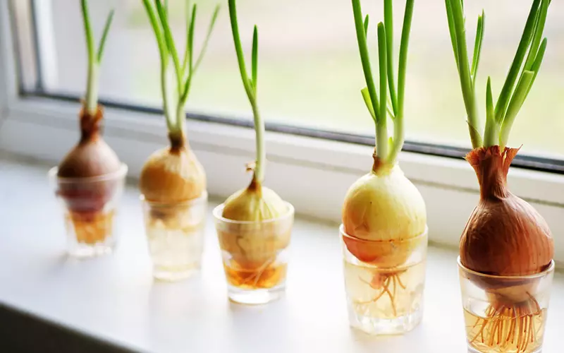củ hành tây là một trong những cây xanh dễ trồng ở khu vực bếp