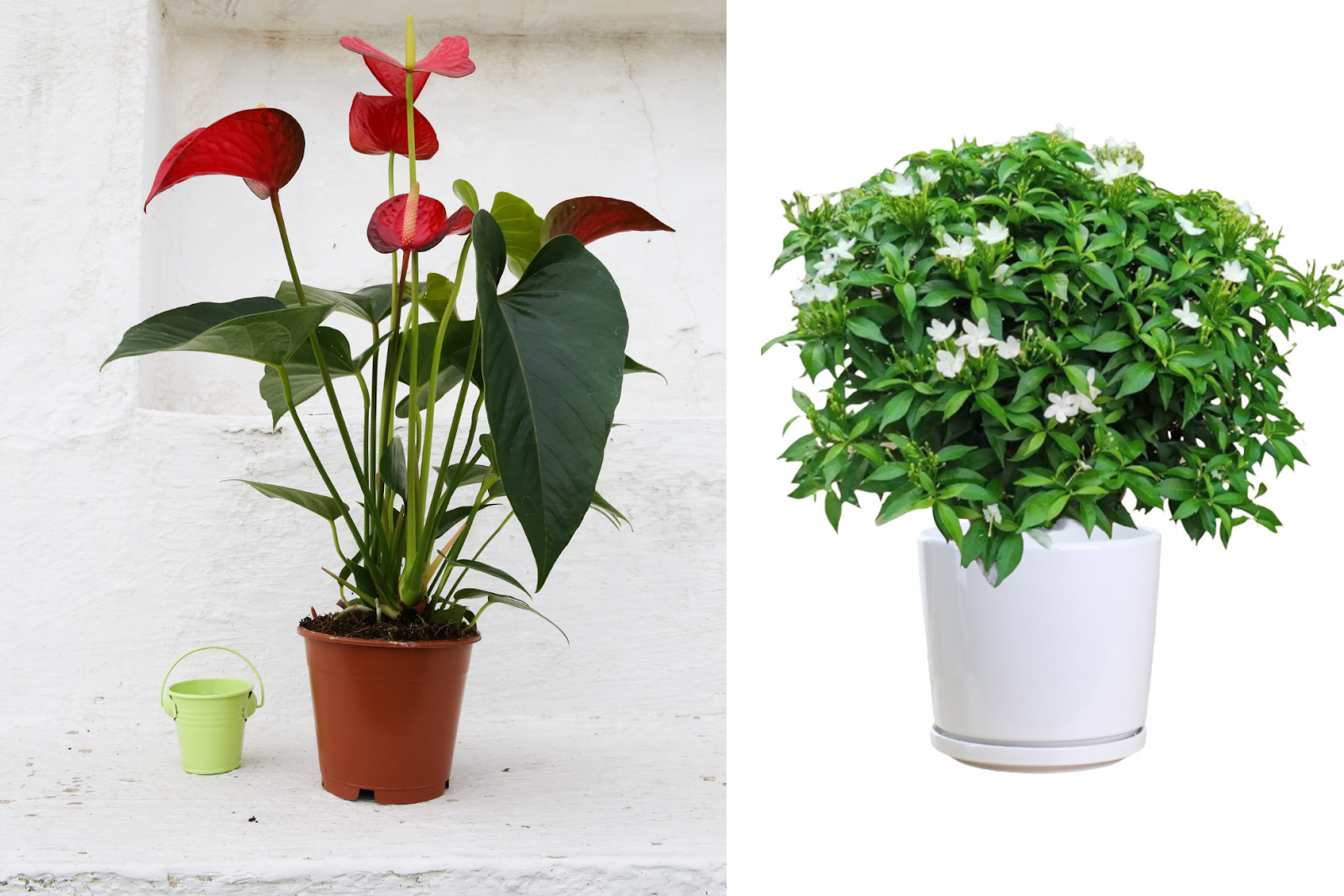 những cây có mùi hương nồng hoặc dễ rụng lá thì không nên thêm cho khu vực bếp